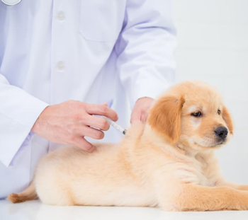 Dog Vaccinations in University