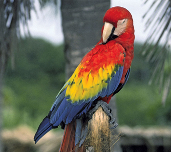 Bird Vet in Havana
