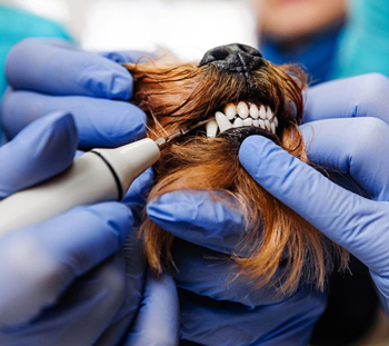 Melbourne Dog Dentist