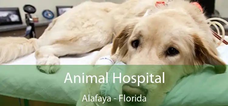 Animal Hospital Alafaya - Florida