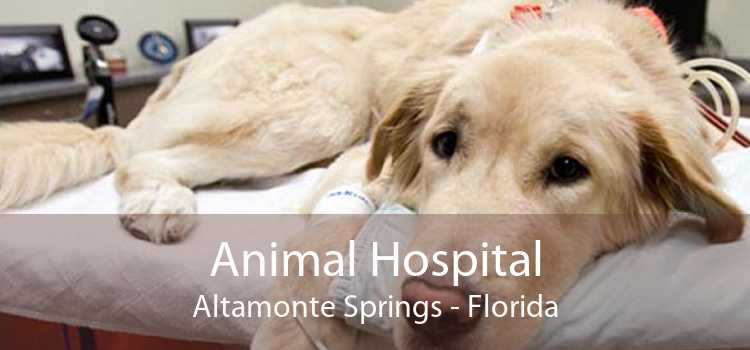 Animal Hospital Altamonte Springs - Florida