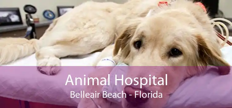 Animal Hospital Belleair Beach - Florida