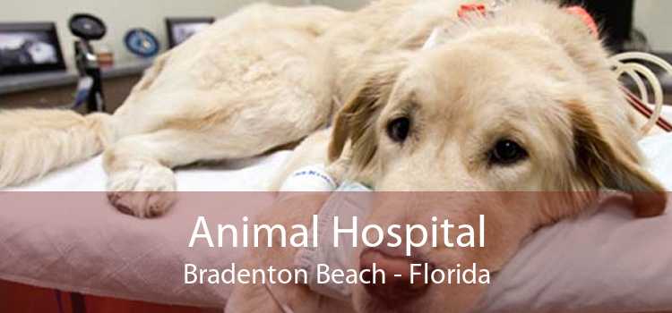 Animal Hospital Bradenton Beach - Florida