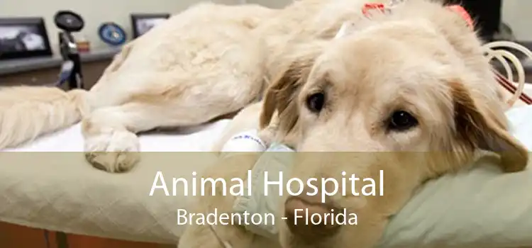 Animal Hospital Bradenton - Florida