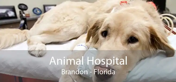 Animal Hospital Brandon - Florida