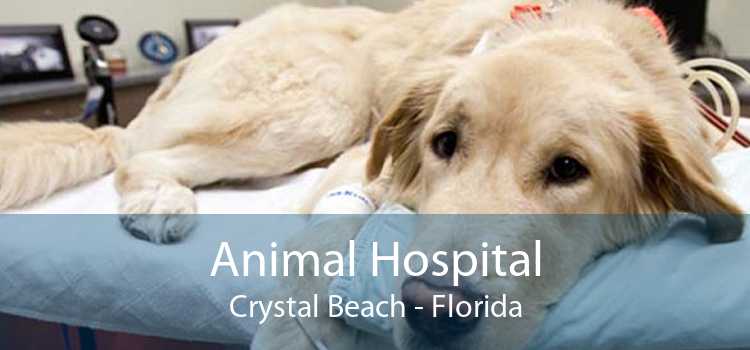 Animal Hospital Crystal Beach - Florida