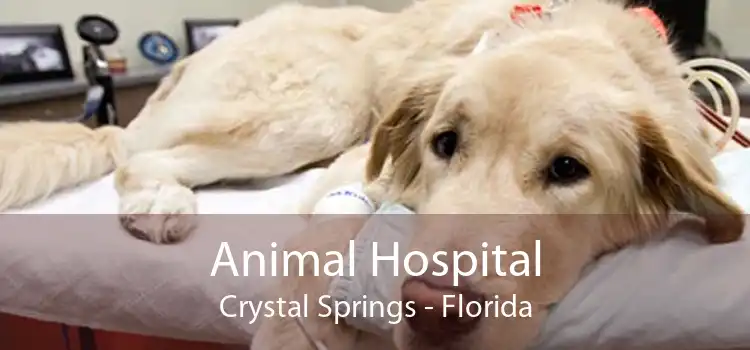Animal Hospital Crystal Springs - Florida