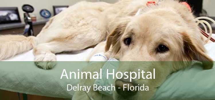 Animal Hospital Delray Beach - Florida
