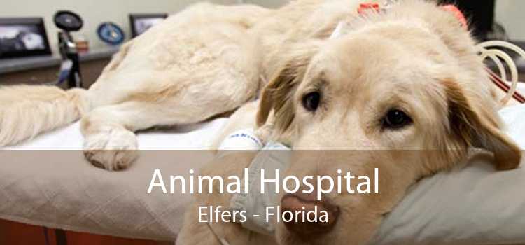 Animal Hospital Elfers - Florida