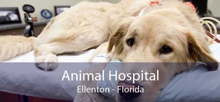 Animal Hospital Ellenton - Florida