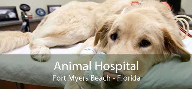 Animal Hospital Fort Myers Beach - Florida