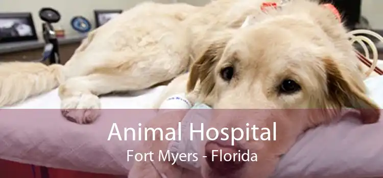 Animal Hospital Fort Myers - Florida