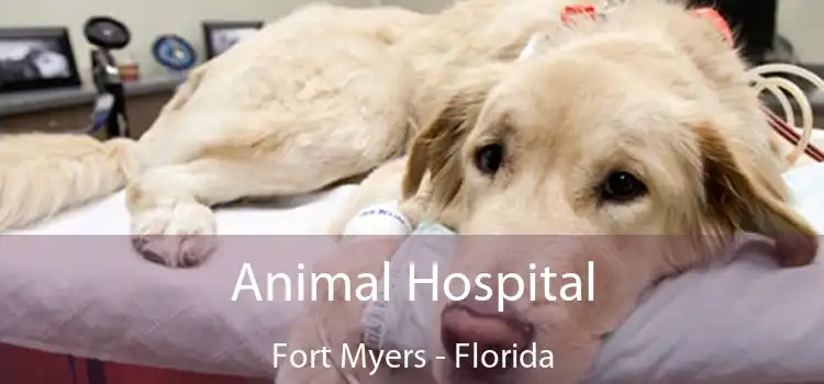Animal Hospital Fort Myers - Florida
