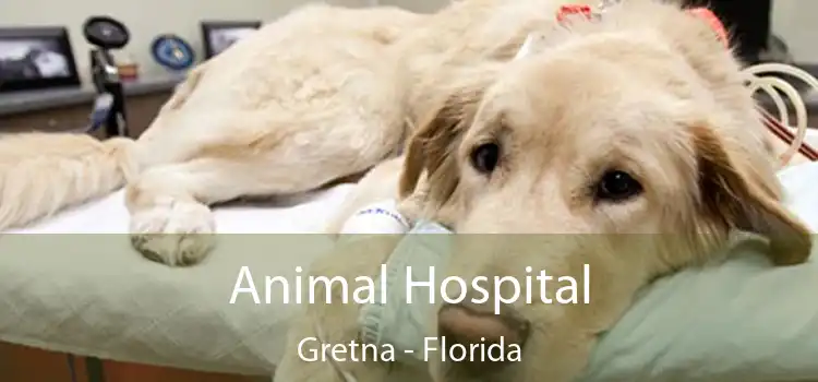 Animal Hospital Gretna - Florida