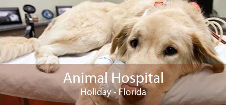 Animal Hospital Holiday - Florida