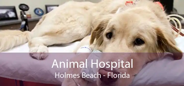 Animal Hospital Holmes Beach - Florida