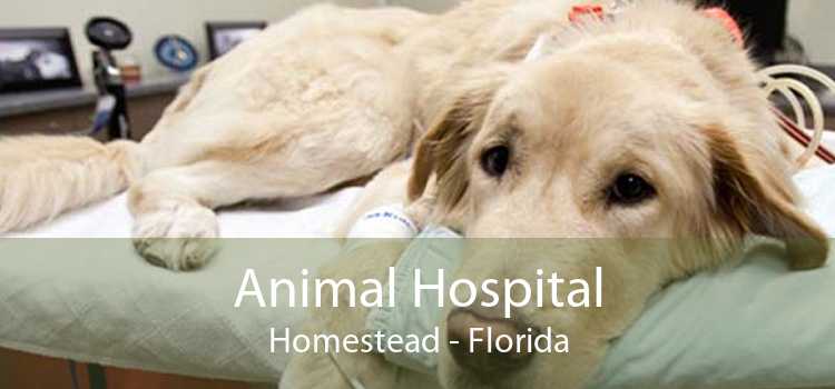 Animal Hospital Homestead - Florida