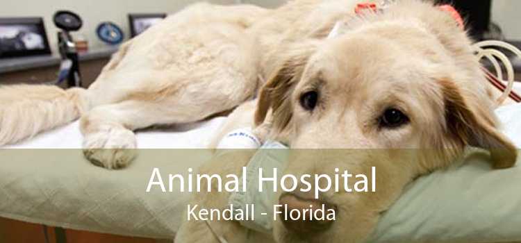 Animal Hospital Kendall - Florida