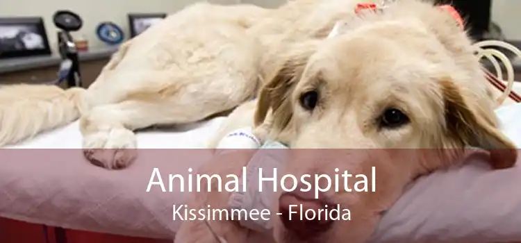 Animal Hospital Kissimmee - Small, Affordable, And Emergency Animal Hospital