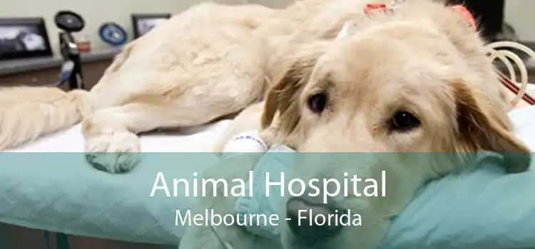 Animal Hospital Melbourne - Florida