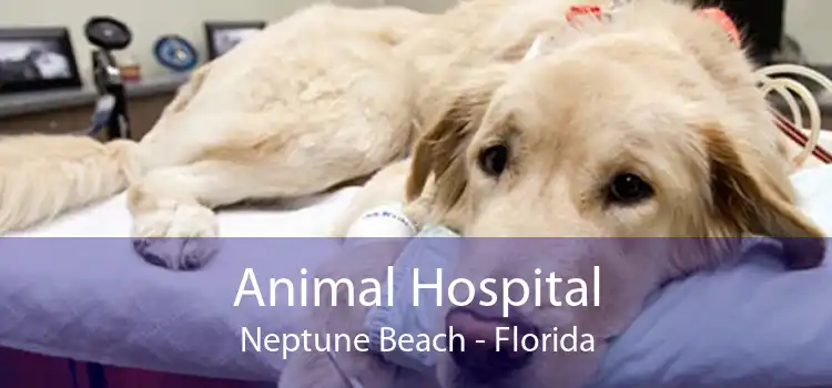 Animal Hospital Neptune Beach - Florida