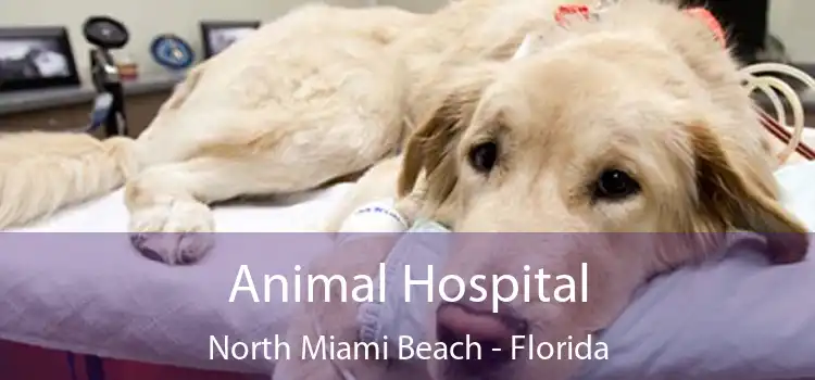 Animal Hospital North Miami Beach - Florida