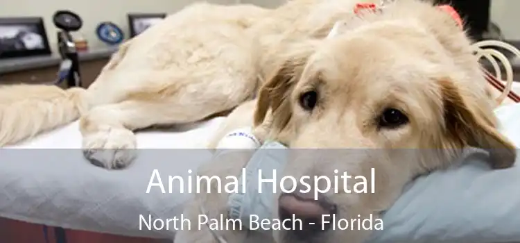 Animal Hospital North Palm Beach - Florida