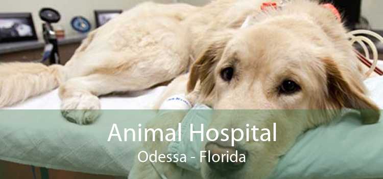 Animal Hospital Odessa - Florida