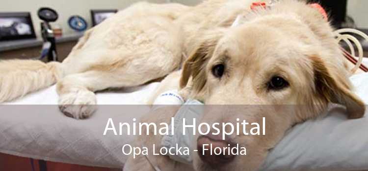 Animal Hospital Opa Locka - Florida