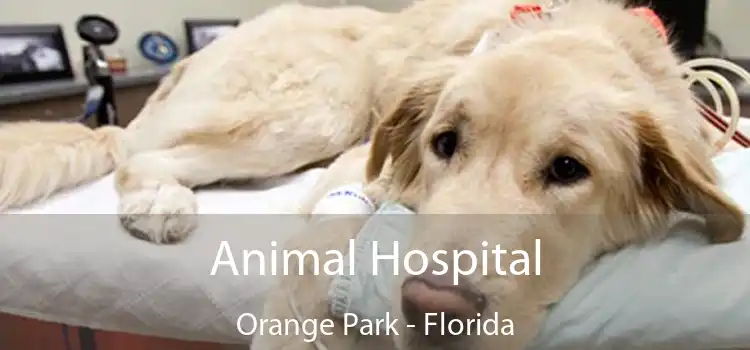 Animal Hospital Orange Park - Florida