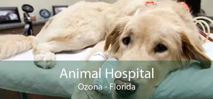 Animal Hospital Ozona - Florida
