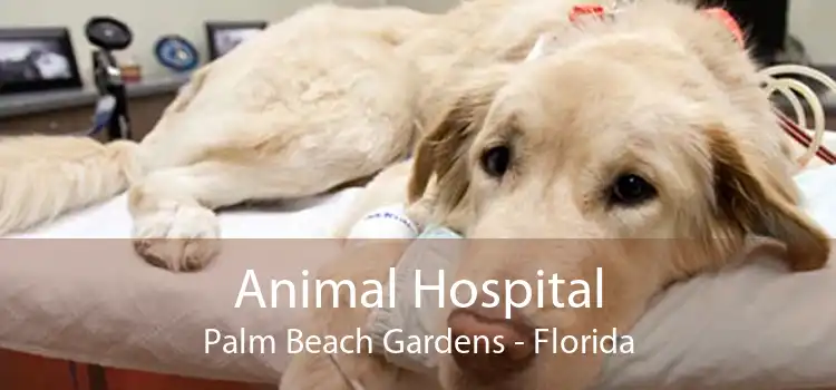 Animal Hospital Palm Beach Gardens - Florida