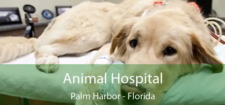 Animal Hospital Palm Harbor - Florida