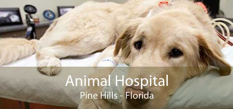 Animal Hospital Pine Hills - Florida