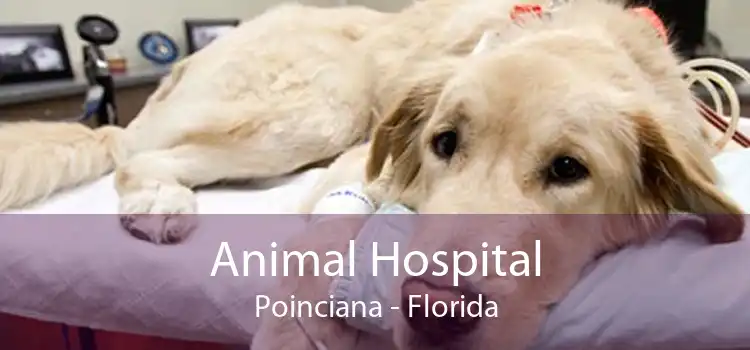 Animal Hospital Poinciana - Florida