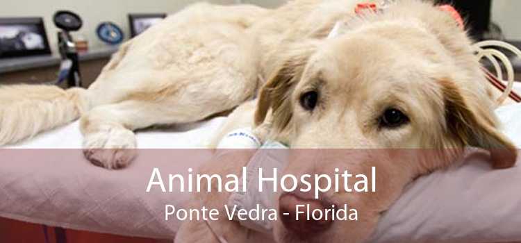 Animal Hospital Ponte Vedra - Florida