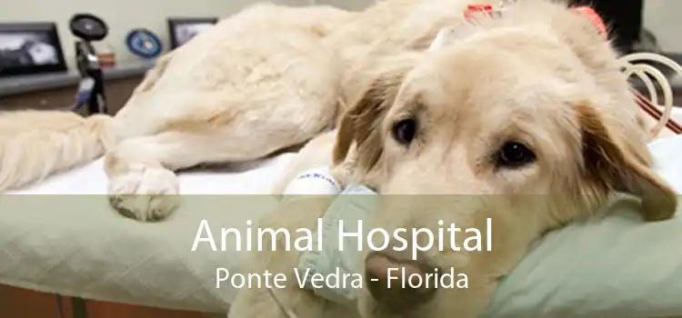 Animal Hospital Ponte Vedra - Florida