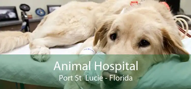 Animal Hospital Port St  Lucie - Florida