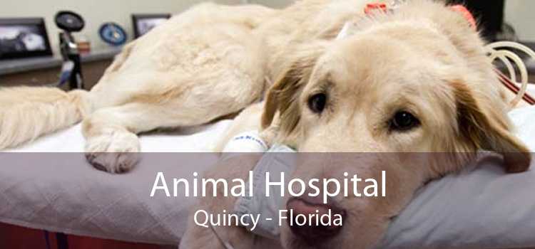 Animal Hospital Quincy - Florida