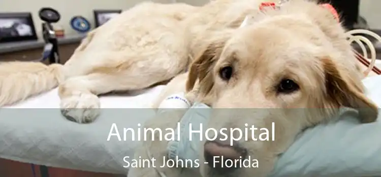 Animal Hospital Saint Johns - Florida