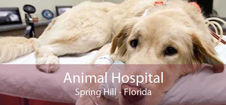 Animal Hospital Spring Hill - Florida