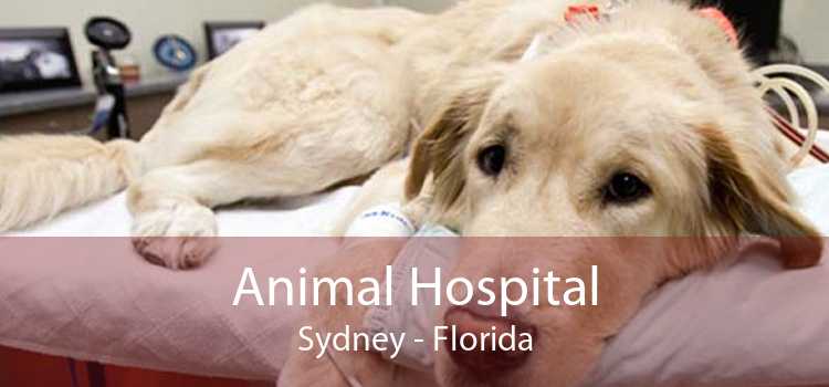 Animal Hospital Sydney - Florida
