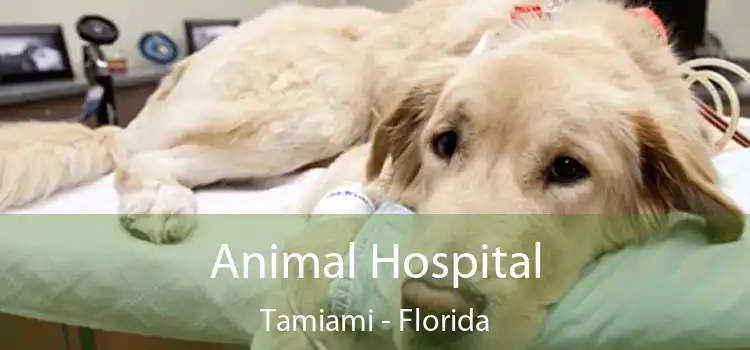 Animal Hospital Tamiami - Florida