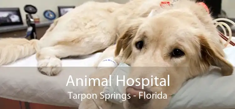 Animal Hospital Tarpon Springs - Florida
