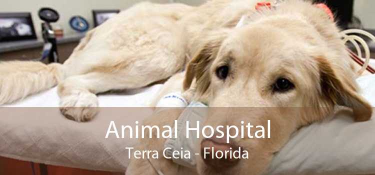 Animal Hospital Terra Ceia - Florida