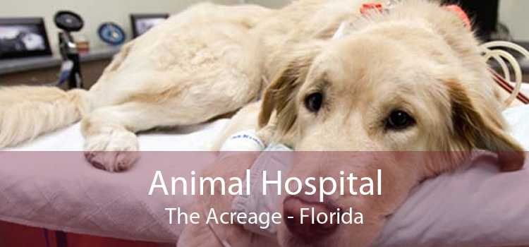 Animal Hospital The Acreage - Florida