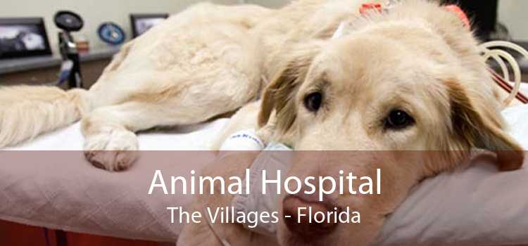 Animal Hospital The Villages - Florida