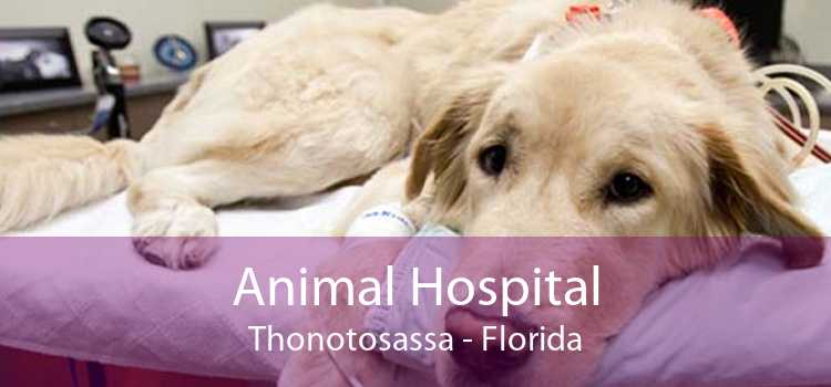 Animal Hospital Thonotosassa - Florida