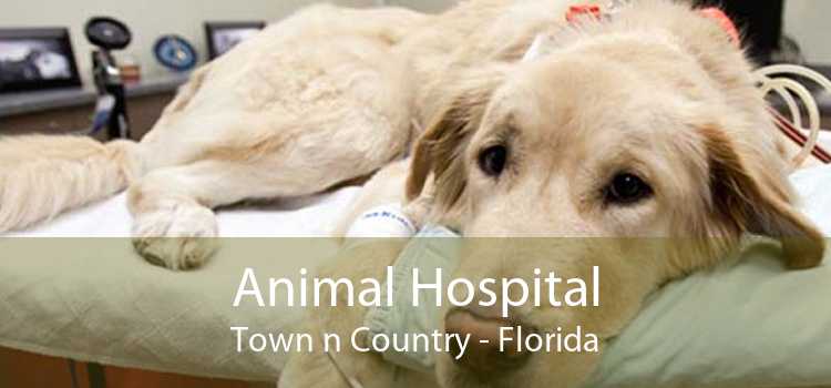 Animal Hospital Town n Country - Florida