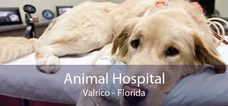 Animal Hospital Valrico - Florida